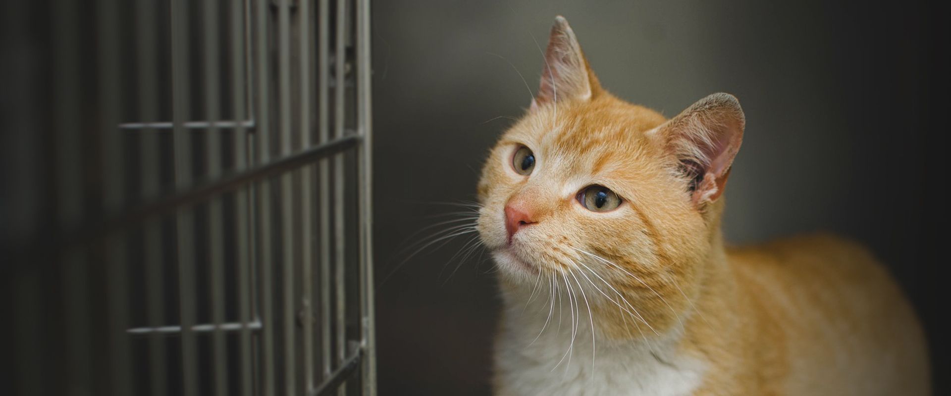 orange cat in a kennel