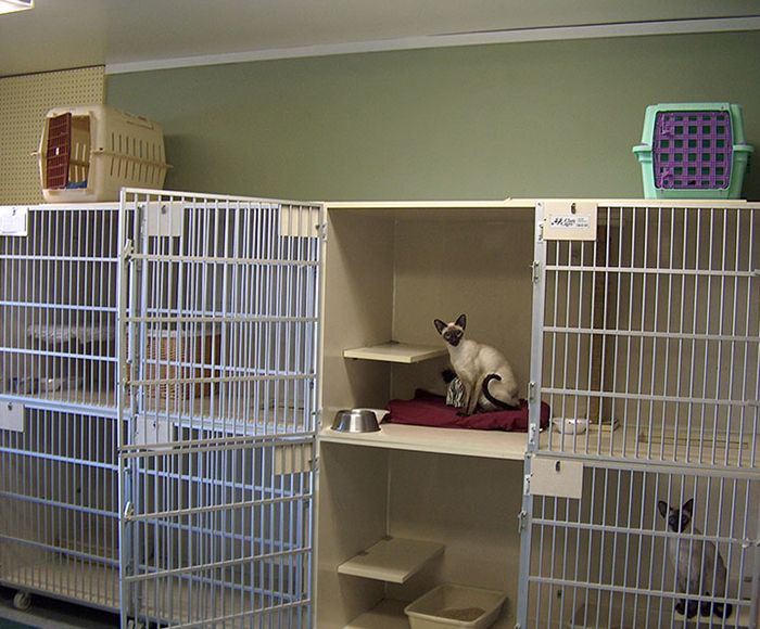 cat condos at zionsville country kennel