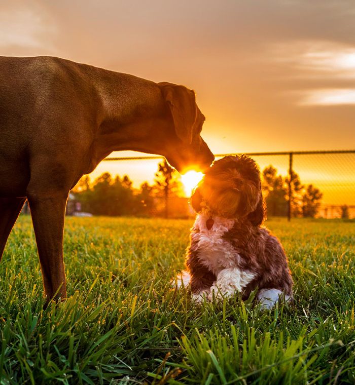 big and small dog with sunset background at Zionsville Country Kennel