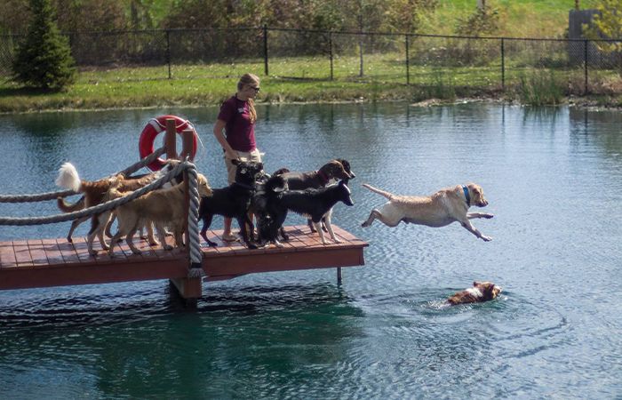 group of dogs diving into the Zionsville Country Kennel lake with supervision of a person