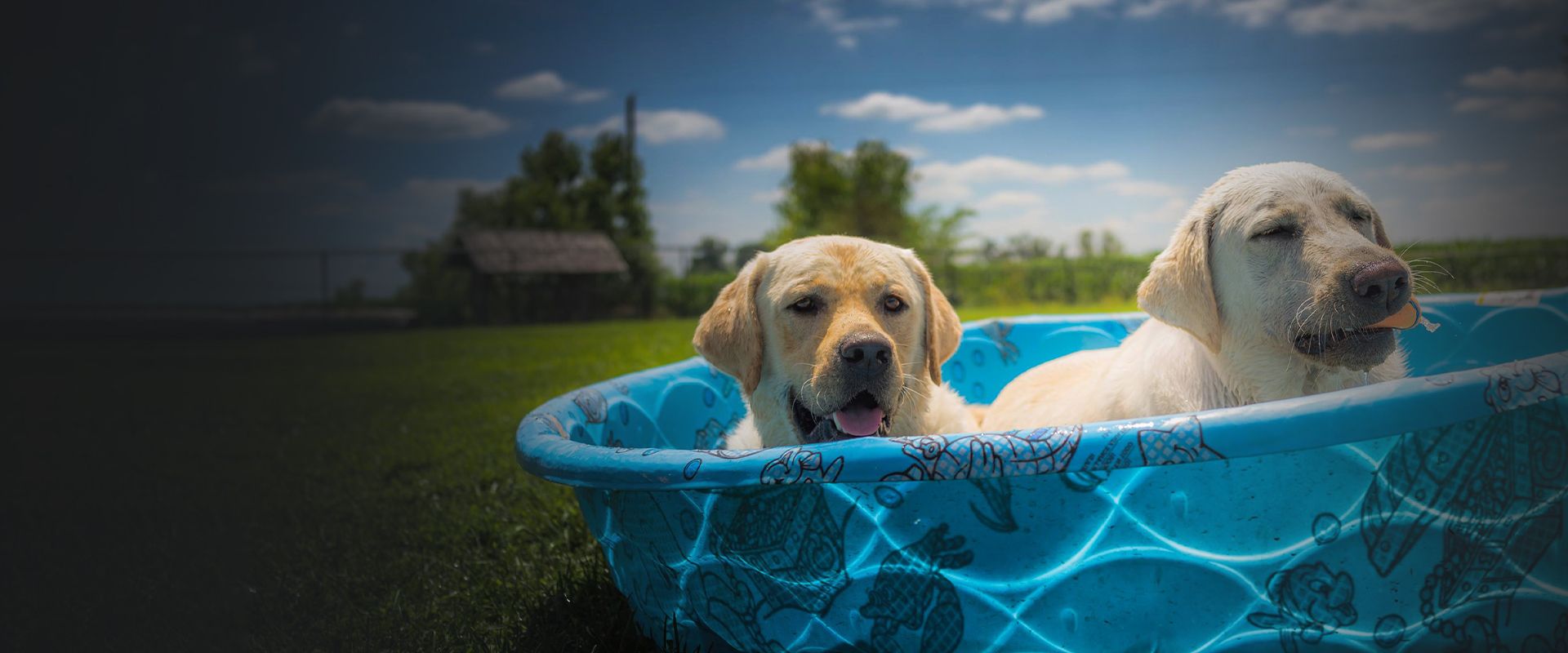 two labrador dogs in a pool at zionsville country kennel