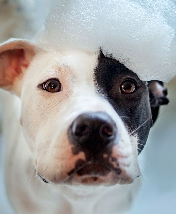 pitbull dog taking a bath